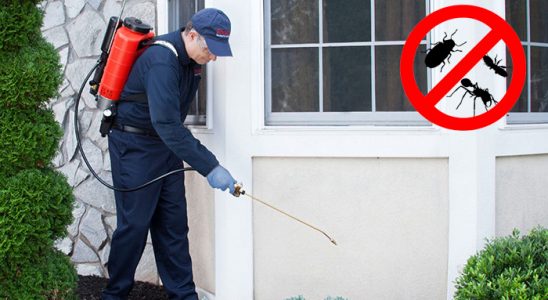 Hayrabolu Pire İlaçlama böcek ilaçlama ve haşere kontrolü — ilaclama-tr.com
